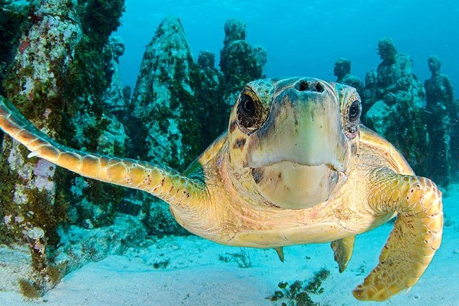 Snorkeling Experience in Cancun - Hands Underwater Museum - Pickup Locations and Timing