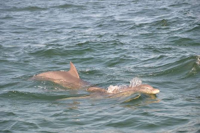 Snorkeling, Shelling & Eco Excursion - Snorkeling and Marine Life