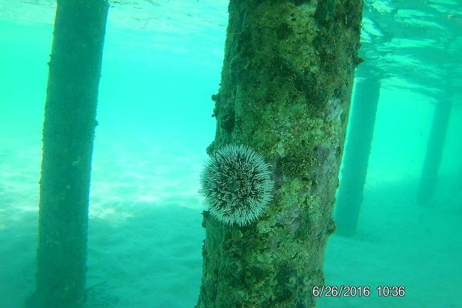 Snorkeling Tour by Boat (Amazing Excursion to the Turtle Area) - Snorkeling Experience