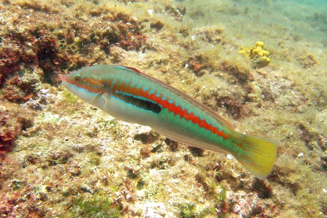 Snorkeling Trip for Groups up to 40 Persons. - Booking and Availability