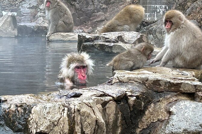 Snow Monkey Park Tour, From/To Tokyo, 2-12 Guests - Meeting and Pickup