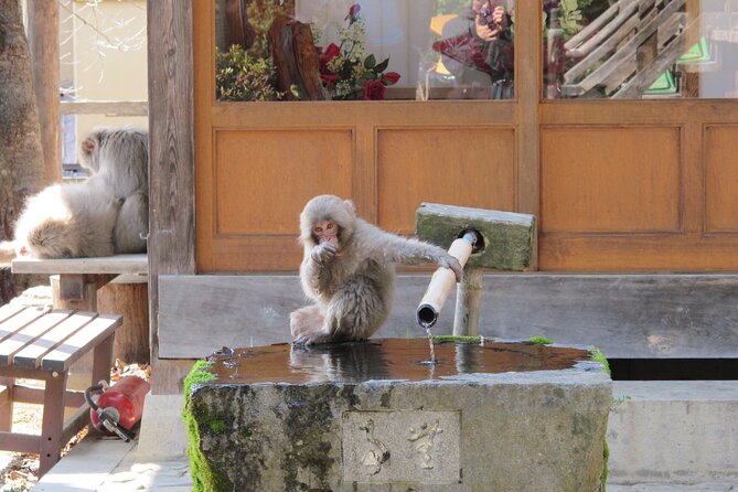 Snow Monkey & Shibu Onsen Afternoon Group Tour (Iiyama & Nozawa) - Tour Adjustments