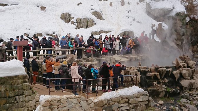 Snow Monkey, Shiga Kogen Roman Museum With Lunch Buffet - Important Information