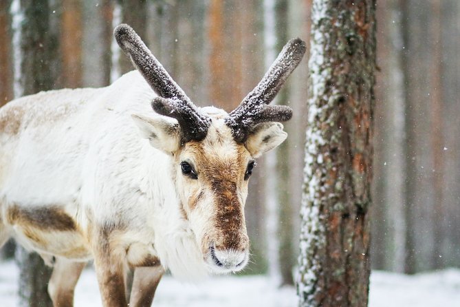 Snowshoe Trip Searching for Arctic Animals From Kemi - Meeting and Pickup Details