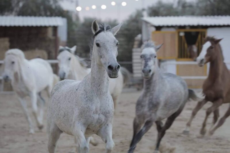 Sousse/Monastir: Private Horseback Riding Trip With Transfer - Included Amenities