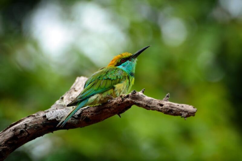 Sri Lanka: Wildlife and Beach - Yala National Park