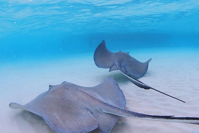 Starfish and Stingray City Fun Tour With Reef Snorkeling- 3 Stops - Pickup Information