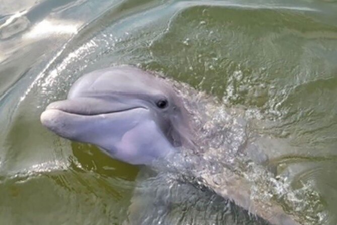 Sunrise Dolphin Tour - Meeting Point and Tour Duration