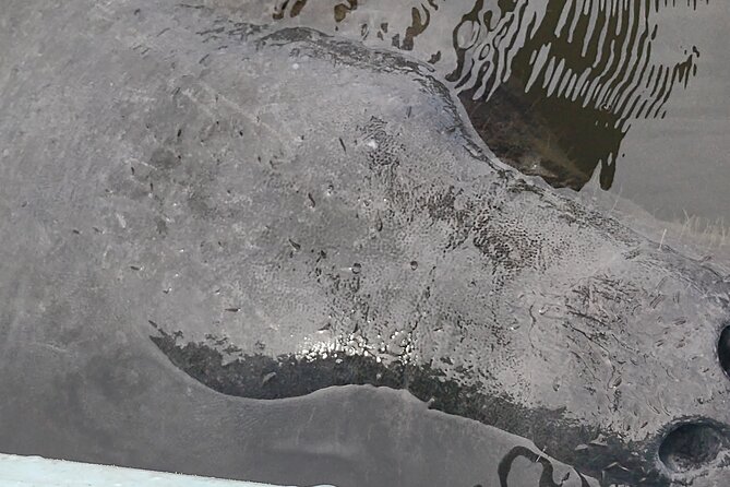 Sunset Kayaking Tour at Manatee Cove With Manatee & Dolphin Sightings - Guided Expertise