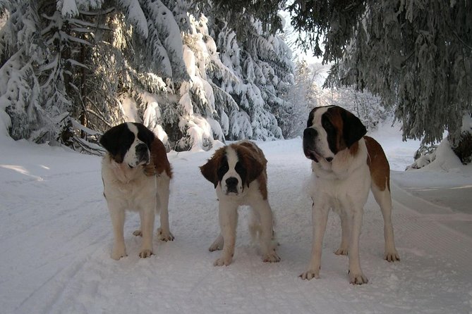 Super 8 Funskitour With Guide - Ski Instructor and Day Pass