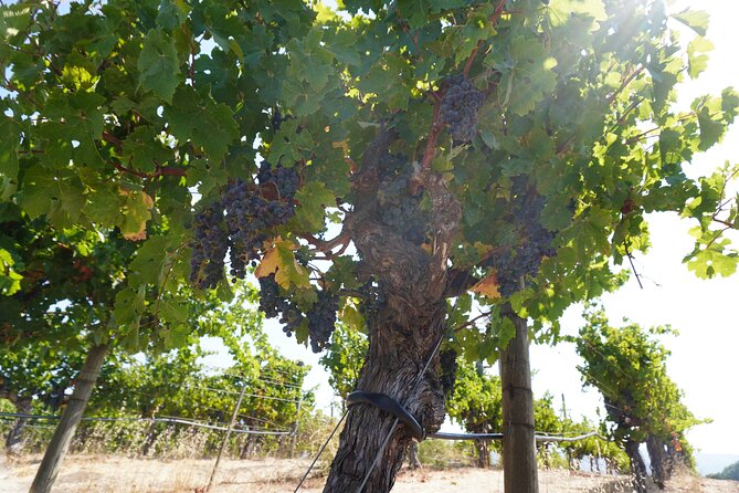 Sustainable Wine and Distillery Tour Review - Notable Tour Details
