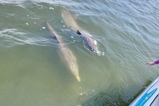 Swimming in a Dolphin and Manatee Lagoon Boat Tour - Booking Information and Cancellation Policy