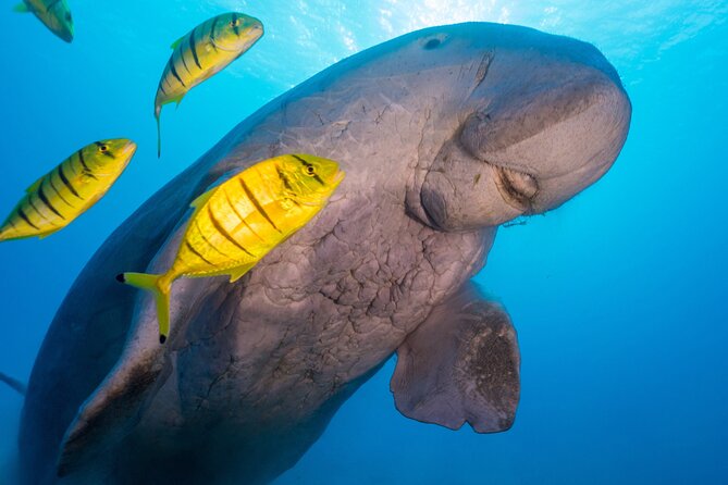 Swimming With Dugong & Turtles in Abu Dabbab & Transfer -Hurghada - Frequently Asked Questions