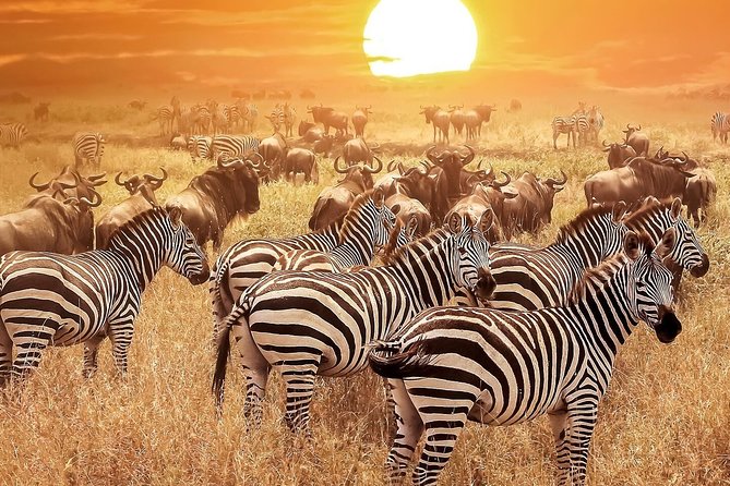 Tanzania Family Holiday; 8-Days Lodge Safari - Transportation and Vehicles
