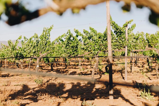 Tasting and Tour Through the Vineyard - Accessibility Information