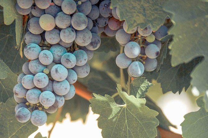 Temecula Valley Afternoon Wine Tour With Tastings and Cheeseboard - Meeting and Pickup