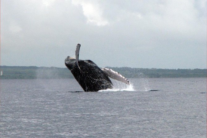 The Best 8 Am 1.5 Hour Whale Watching Tour - Refreshments and Amenities Offered