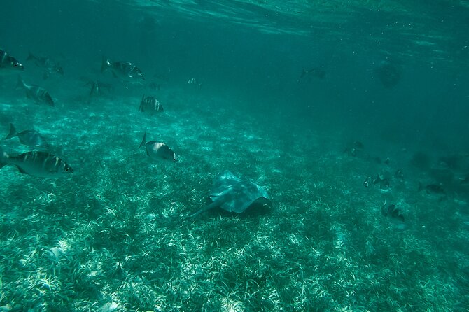The Best Speedboat Tour in Cancun Through Nichupte Lagoon, Snorkel Included. - Meeting Location and Logistics