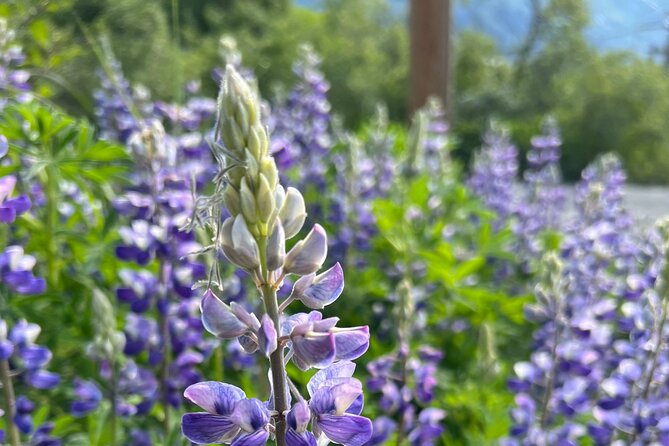 The Great Alaskan Explorer Review - Panning for Gold in Hope, Alaska