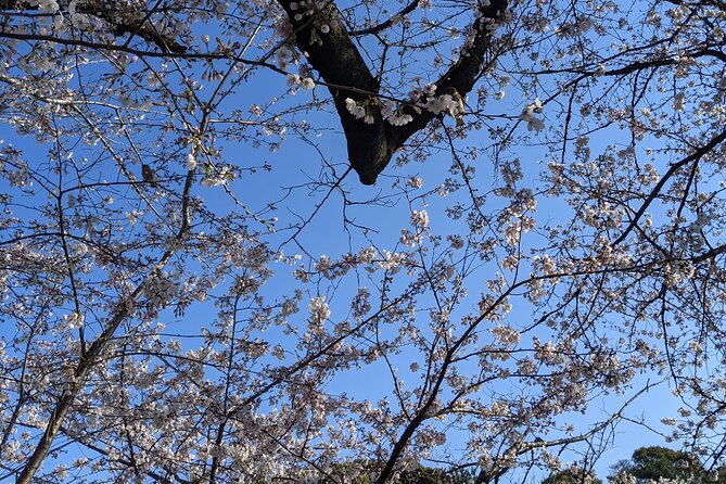 Tokyo Imperial Palace Higashi Gyoen Wellness Tour - Booking Information