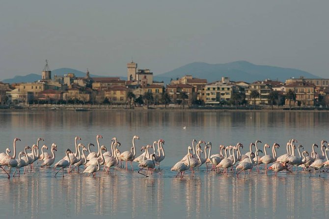 Transfer Forte Dei Marmi To/From Fiumicino FCO Airport Optional Orbetello Stop - Additional Services and Costs