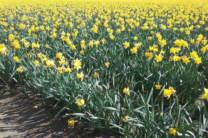 Tulip Festival and Skagit Valley Tour - Lunch and Museum Options