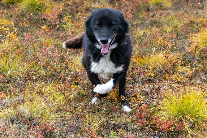 Tundra Walk With Free Running Sled Dogs - Learning About the Local Environment