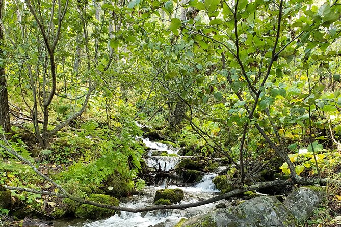 Ultimate Anchorage Summer Wildlife Tour - Traveler Experiences and Feedback