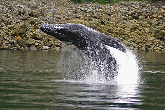 Ultimate Whale Watch and Tracys Crab Shack Combo - Traveler Reviews and Experiences With the Ultimate Whale Watch and Tracys Crab Shack Combo