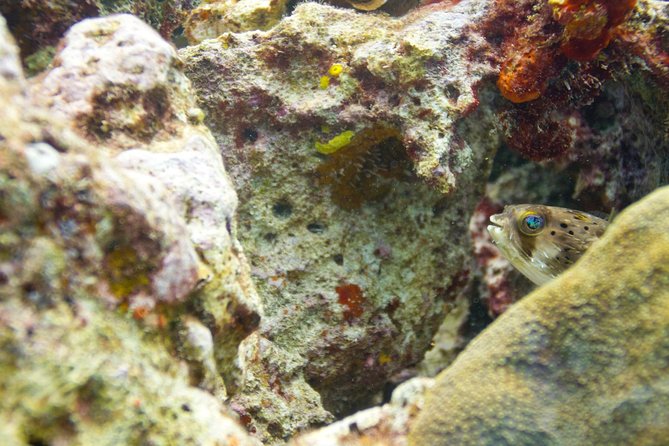 UNDERWATER MUSEUM CANCUN Diving for Beginners 1 Dive - Experience With Ticket - Booking and Pricing Information