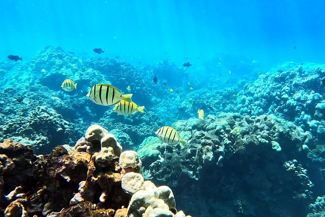 Unlimited Guided Snorkeling Tour Review - Schedule
