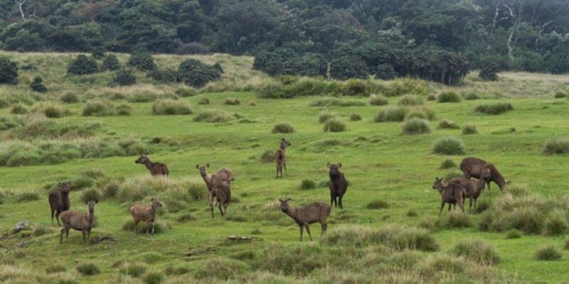 Visit Horton Plains and Nuwara Eliya From Kandy - Activity Details