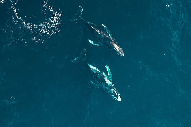Waikiki Whale Watching Cruise - Meeting Location and Pickup