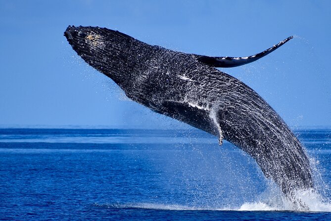 Wake up With the Whales Cruise From Kawaihae Harbor - Meeting and Departure Details
