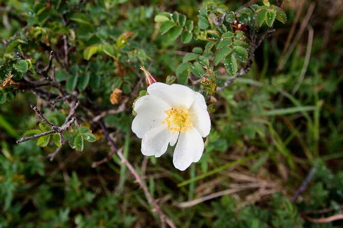 Walk in Burren National Park Clare. Guided. 4 Hours. - What to Expect During the Tour