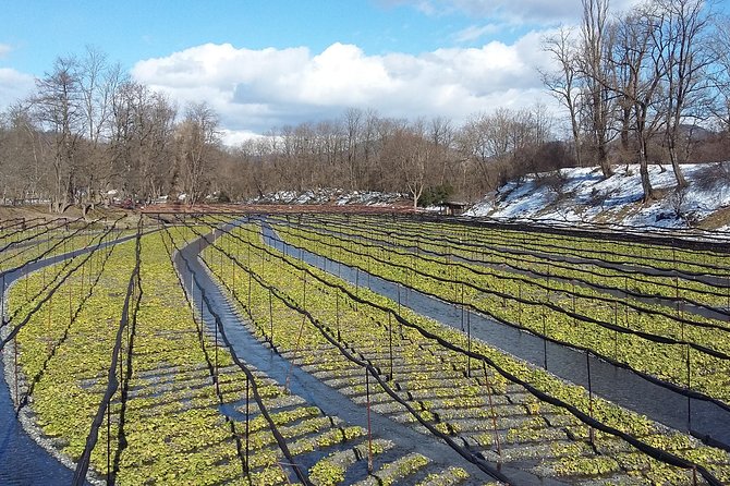 Wasabi Farm Walking Tour & Lunch - The Daio Wasabi Farm Experience