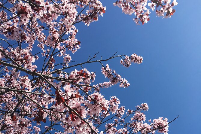 Washington D.C. Cherry Blossom Day Tour Review - Customer Feedback and Service