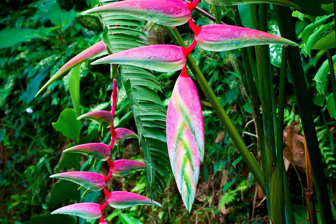 Waterfall, Rainforest, Chocolate Tour, Historical Sites, Private - Participant Guidelines