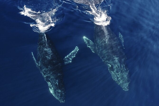 Whale and Dolphin Watching Speedboat Tour Review - Cancellation and Reviews