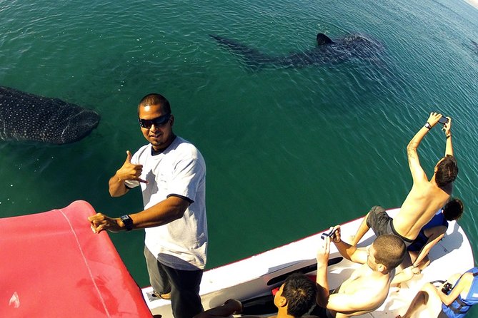 Whale Shark From Cancun, Riviera Maya and Tulum All Inclusive - Booking Process and Policies