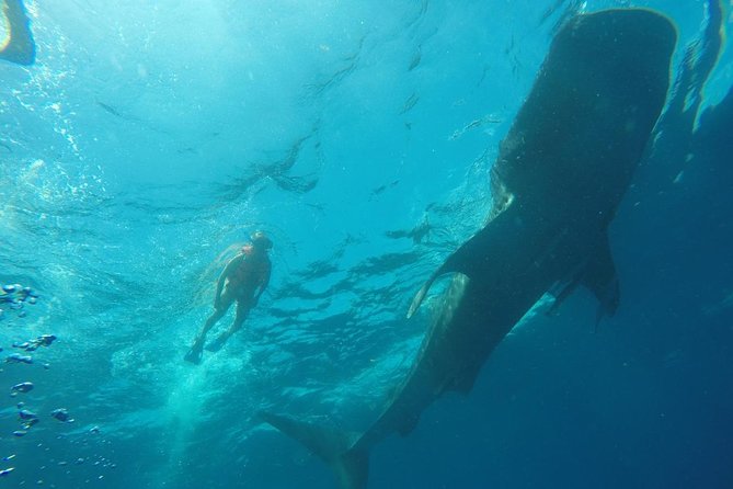 Whale Shark Swim Adventure SMALL GROUP From Cancun - Whats Included in the Tour