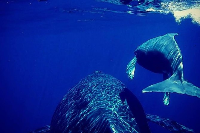 Whale Watch Excursion From the Big Island - What to Expect on the Whale Watch Excursion