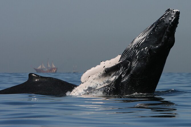 Whale Watching - Meeting Information