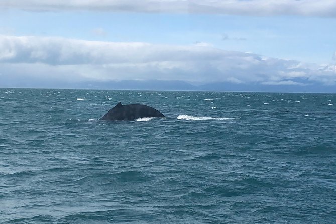 Whale Watching Charters and Bear Search Through Icy Strat Alaska - Exploring Native American Culture