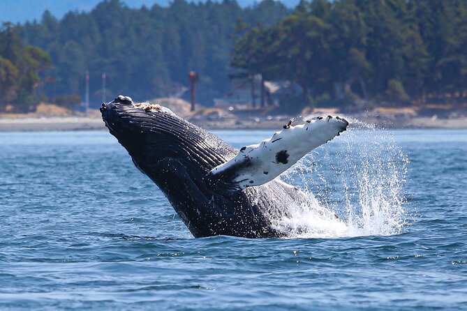 Whale Watching + Deception Pass Tour Review - Culinary Delights: The Picnic Lunch