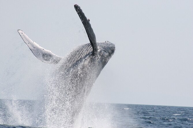 Whale Watching in Okinawa - Customer Feedback