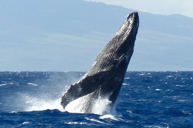 Whalewatch Deluxe Tour From Maalaea Harbor - Dining and Refreshments