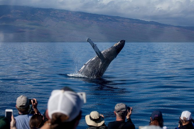 Whalewatch Sail Deluxe Tour From Maaleae - Onboard Amenities and Dining