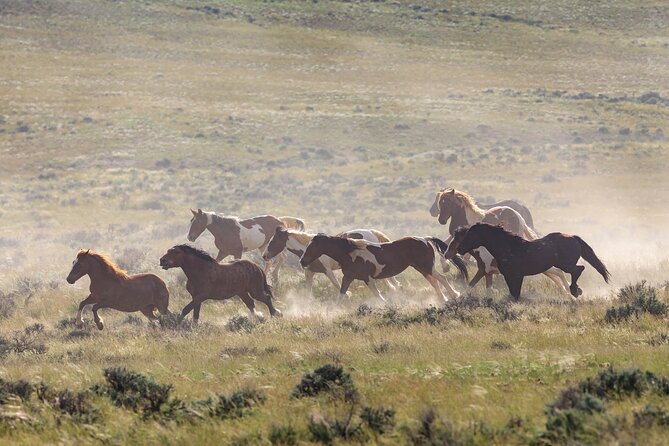 Wild Mustang Half Day Tour - Cody Wyoming - Private - Pickup Information and Logistics