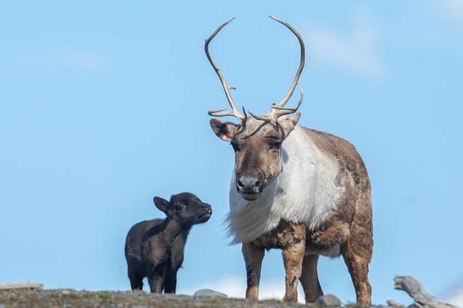 Wildlife Center With Lunch & Local Beer Sampling - Winter&Summer - Guest Experiences and Reviews